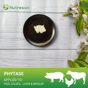 phytase