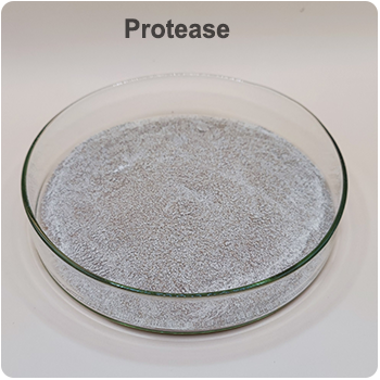 acid protease for Broilers