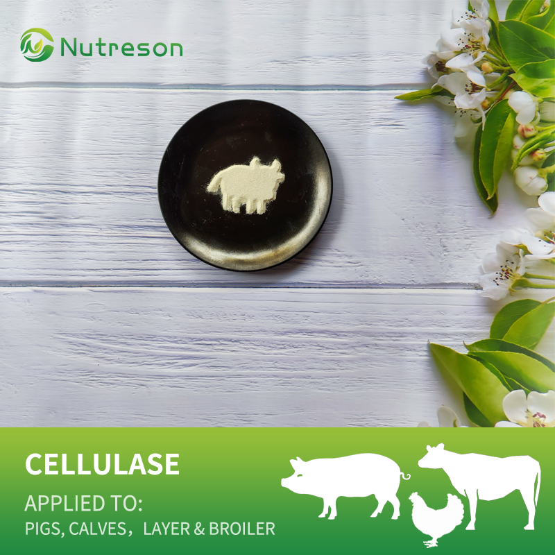 Cellulase