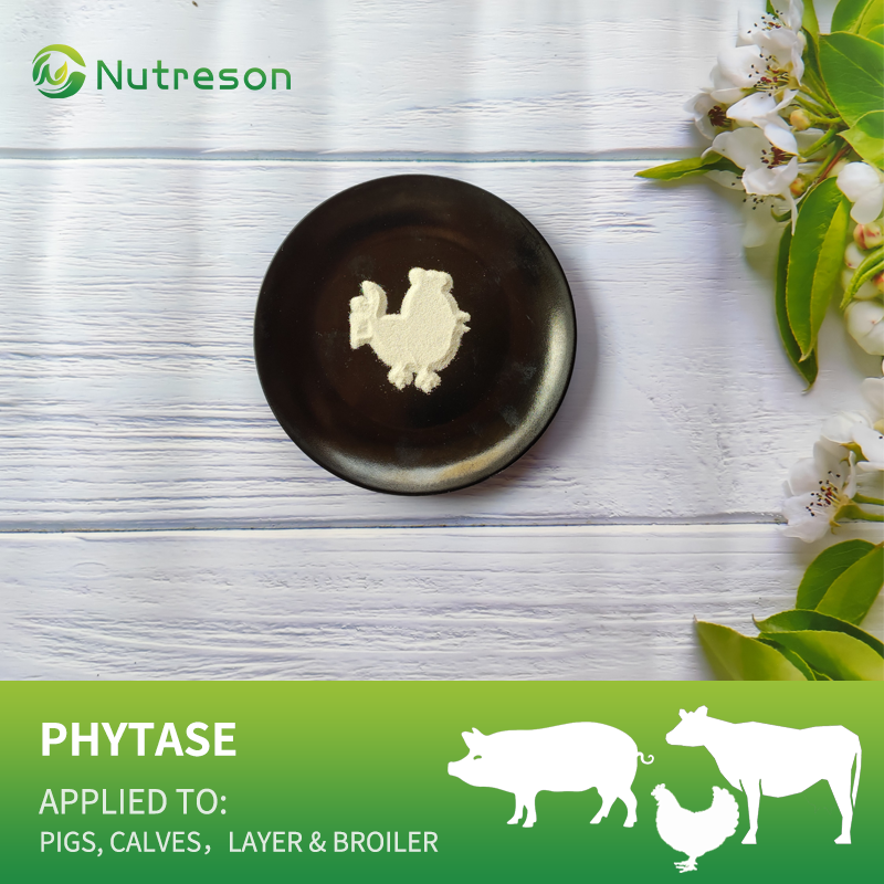 Phytase 