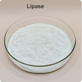 lipase Enzyme